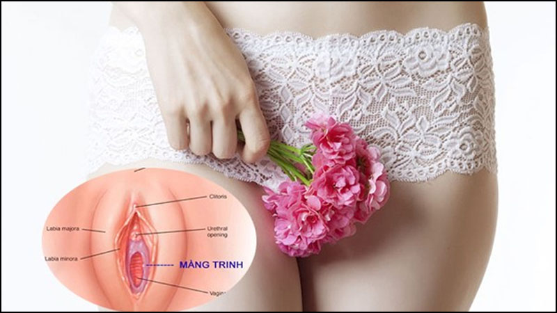 Màng trinh: vị trí, cấu trúc và những điều bạn cần biết